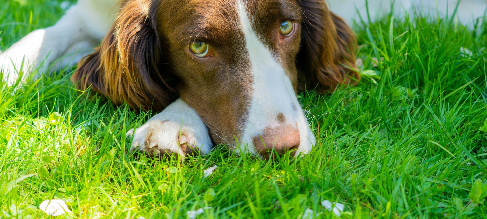 A brown and white dog laying in the grass