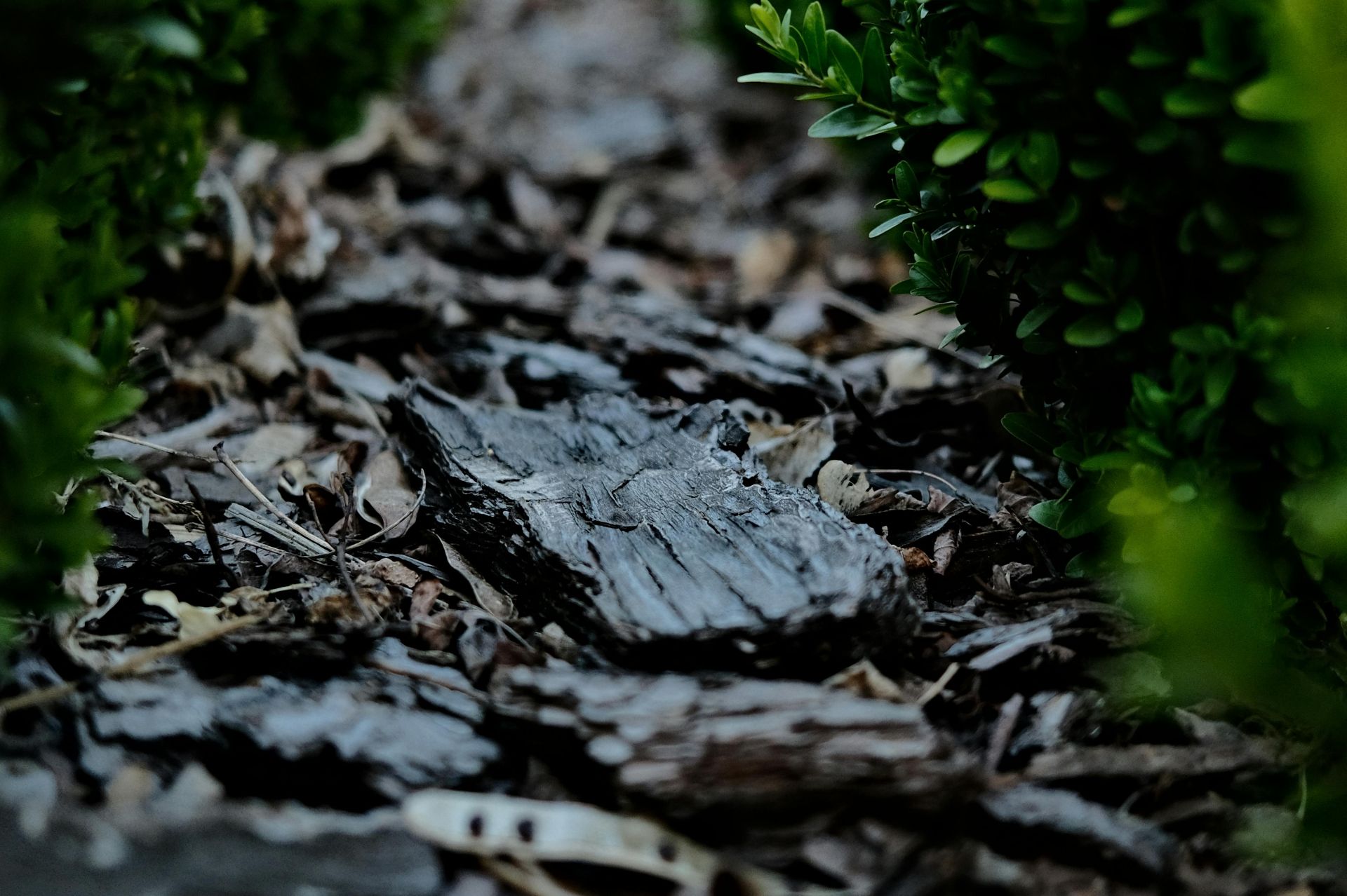 Bark Mulch between Plants