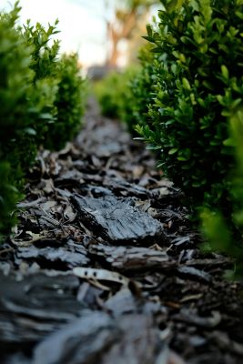 Bark Mulch between Plants